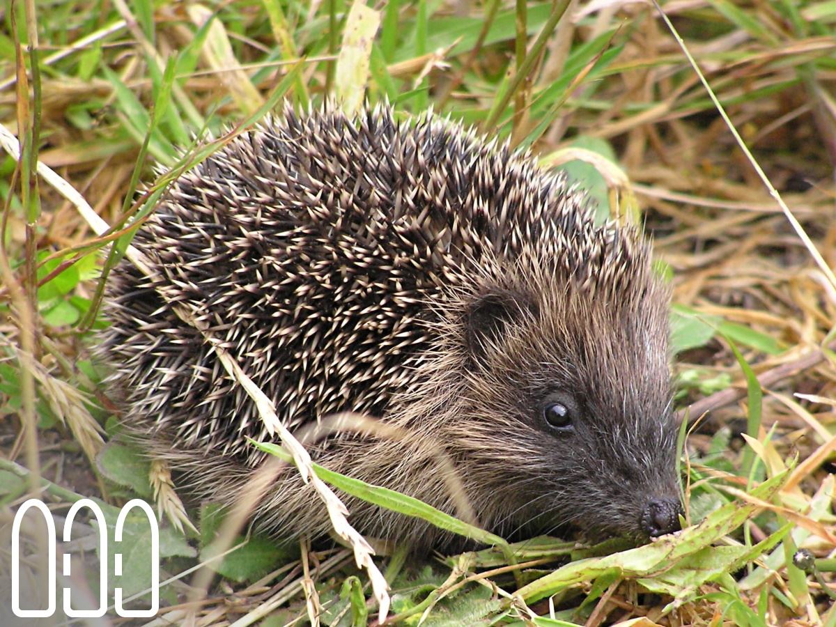 Fencing for Hedgehogs